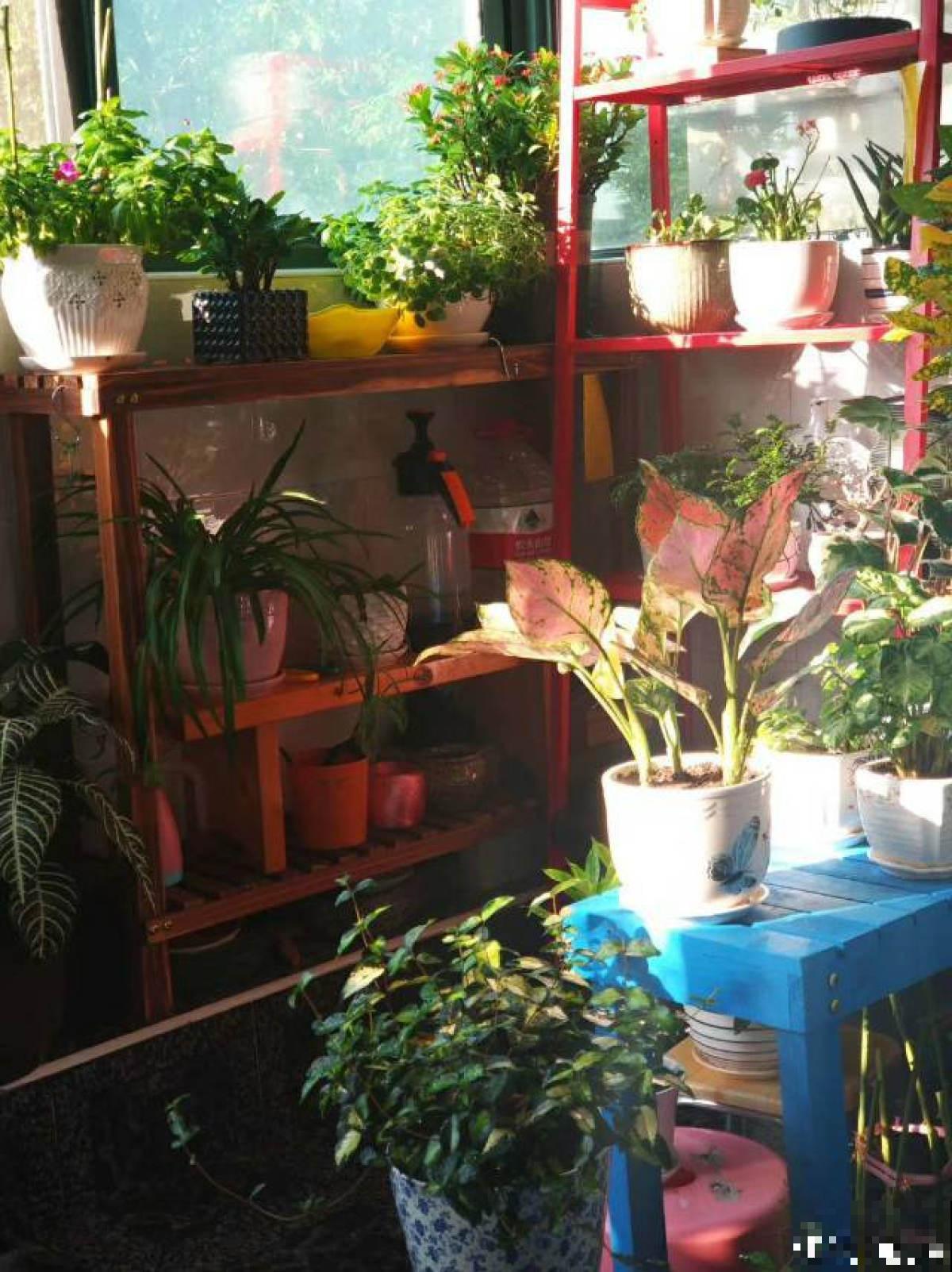 谁说封闭阳台难养花，我跟着邻居做了4步，变成小型花园