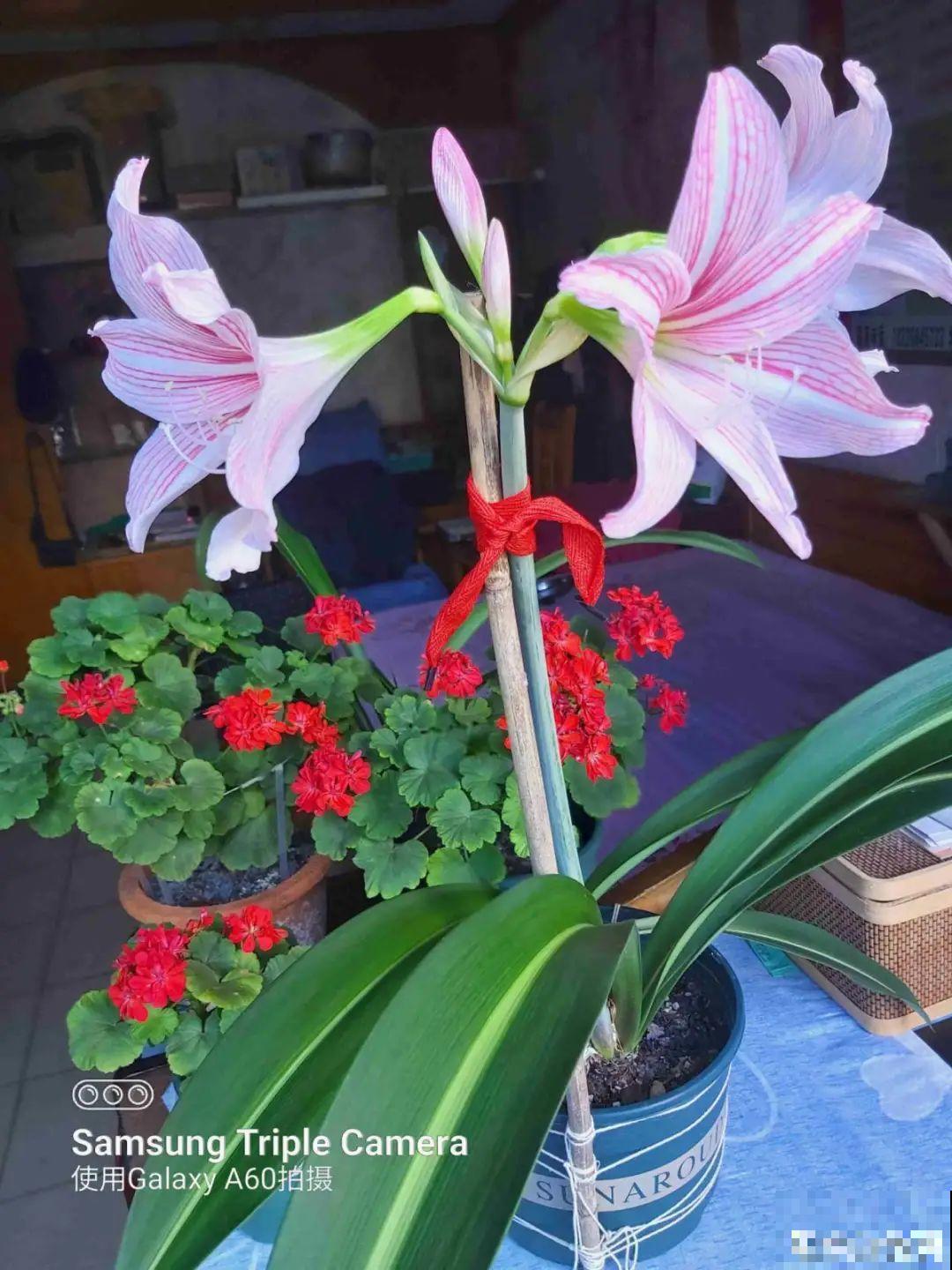 15种花，冬季浇水要注意，浇错了容易冻伤