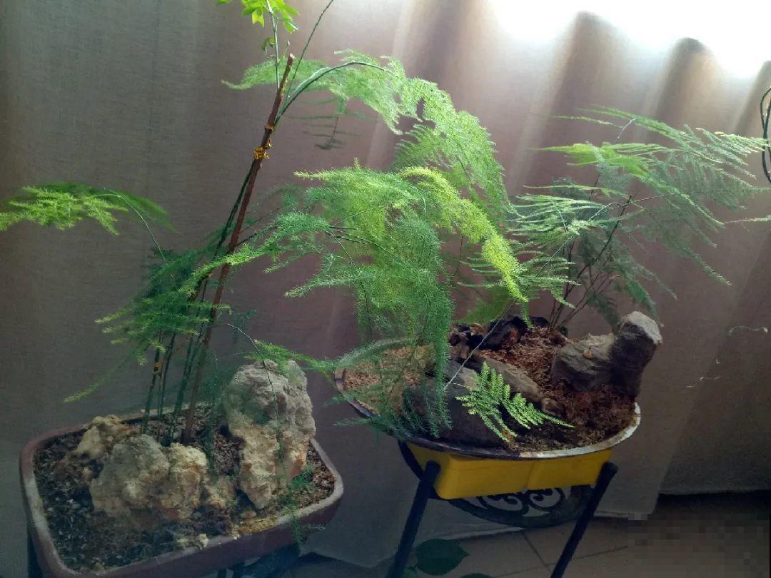 10种“怕晒花”，越晒死越快，半阴地儿反倒长得旺