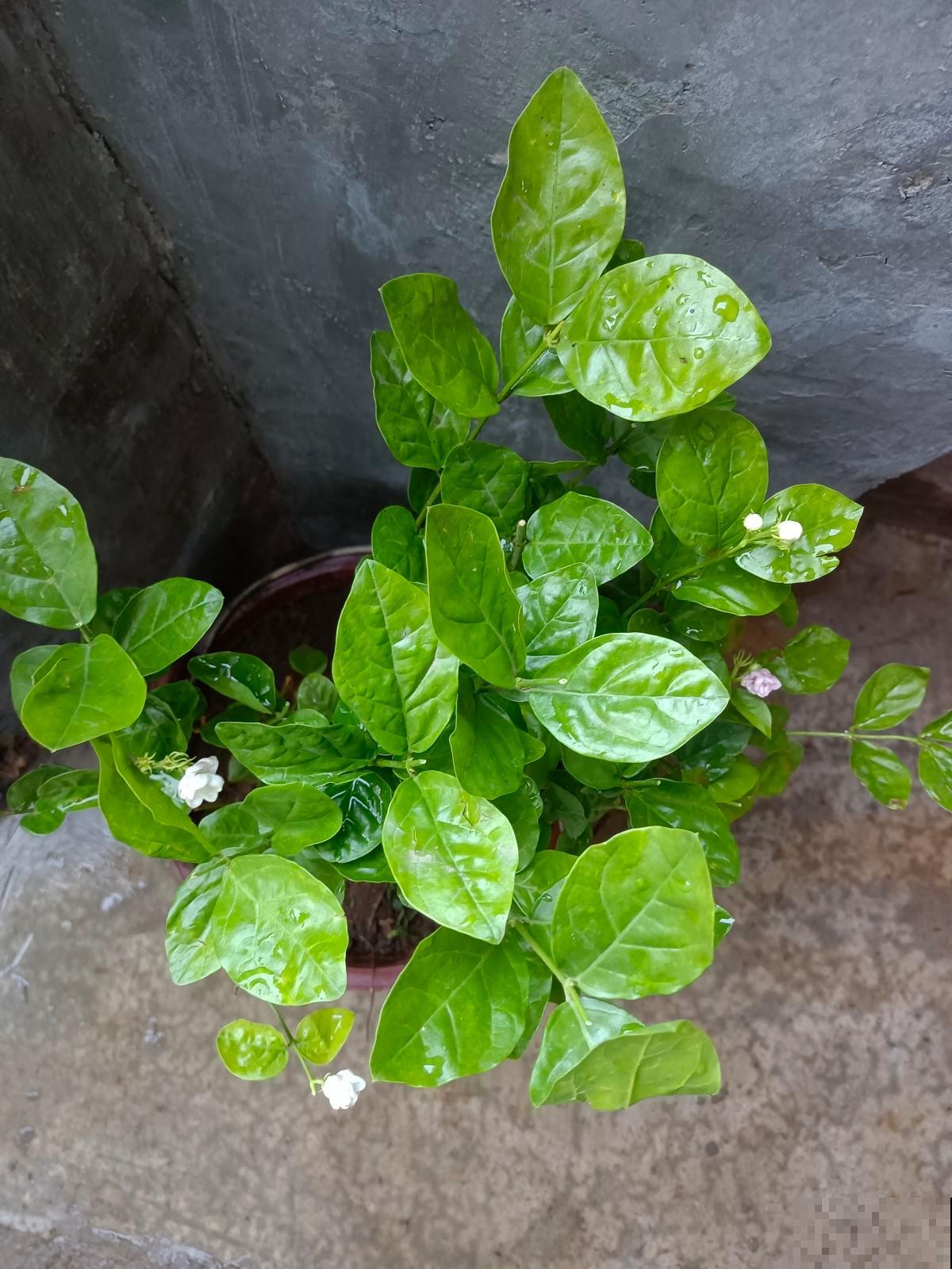 比香水还好闻的6种植物，秋冬种上它，满屋子都是香味