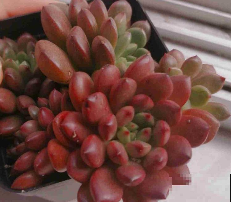 这多肉养好了,就像一碗“紫米饭”,看着就饱了! 这多肉养好了,就像一碗“紫米饭”,看着就饱了!