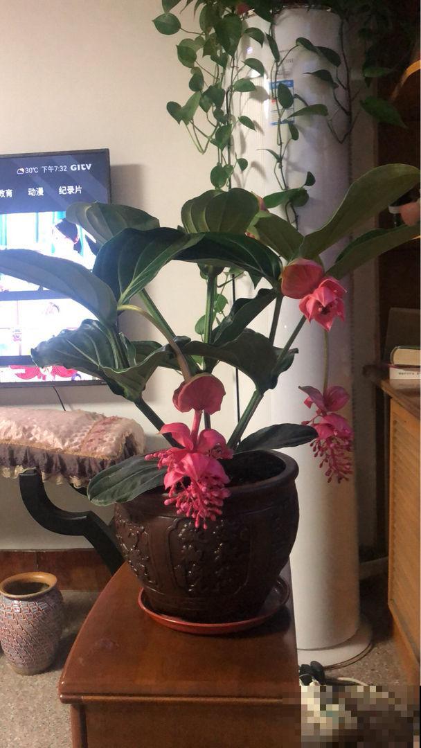 植物中的“贵族”，一盆价格三百多，富贵人家都爱养