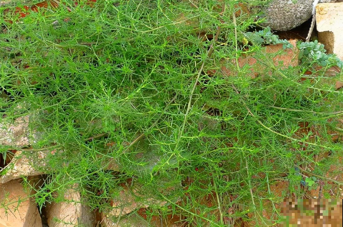 1种野草让美国人心累,中国人却做成美食,废物利用真是高明 1种野草让美国人心累,中国人却做成美食,废物利用真是高明