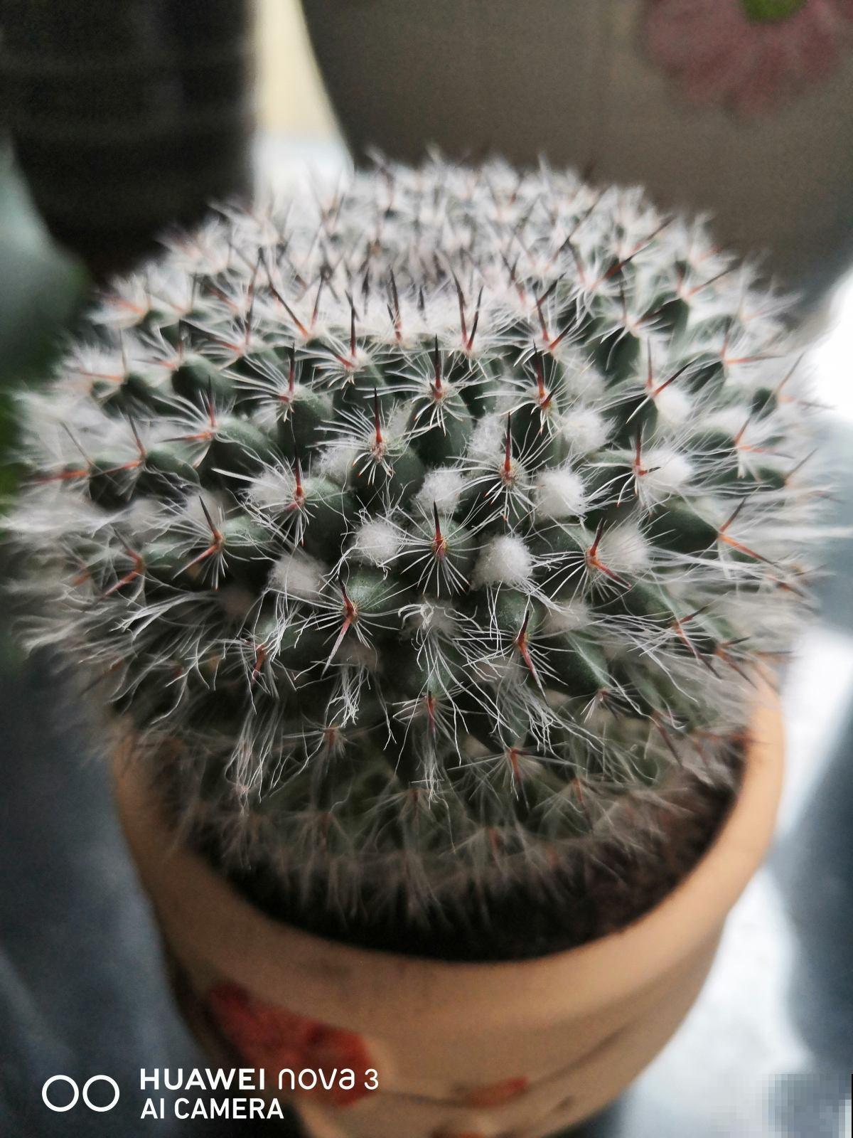 大爷养的仙人球，总是比我好，除了浇水还该怎么养