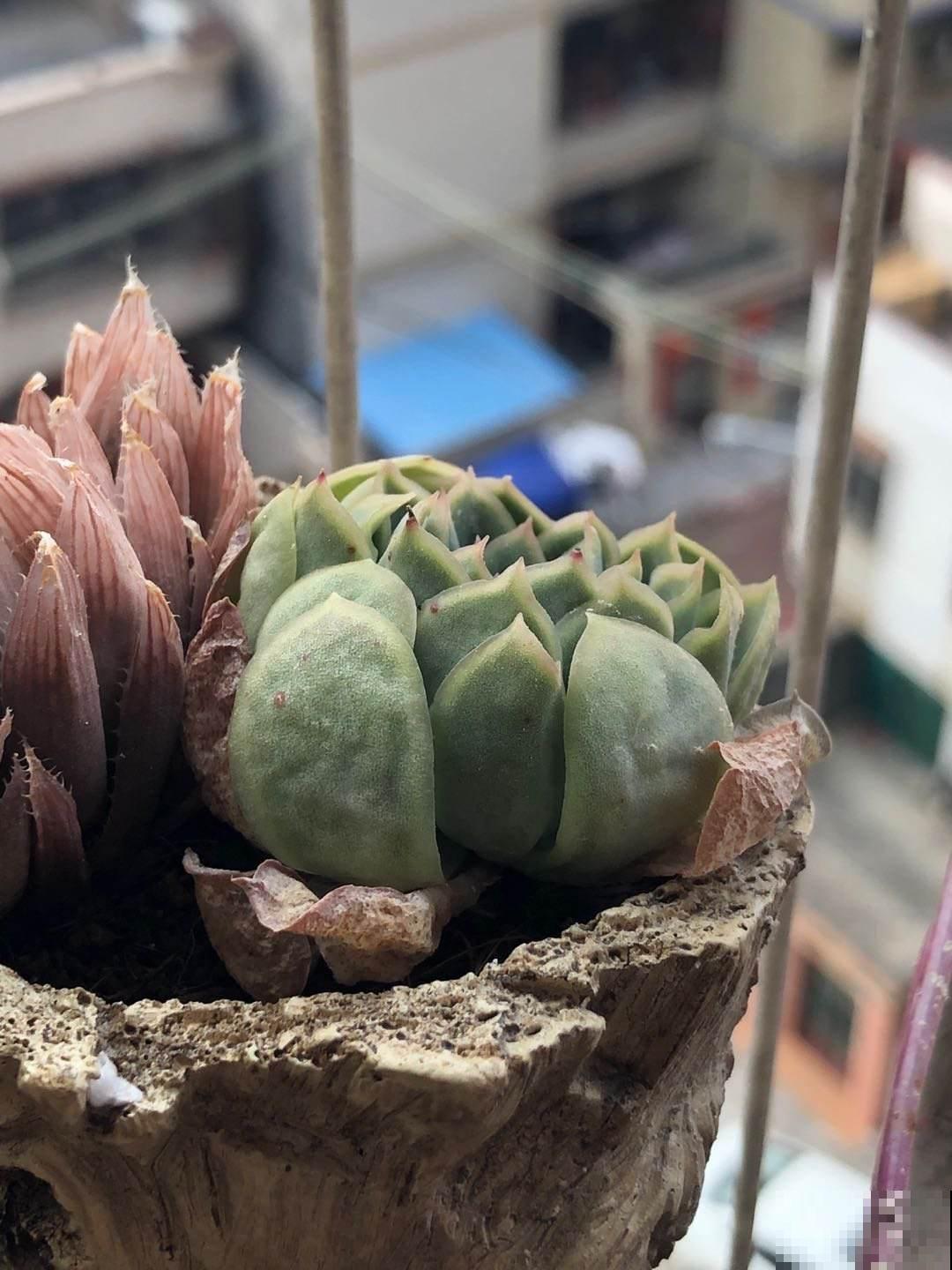 老话说:养花午时水不浇,半拉水不浇,确实有道理 老话说:养花午时水不浇,半拉水不浇,确实有道理