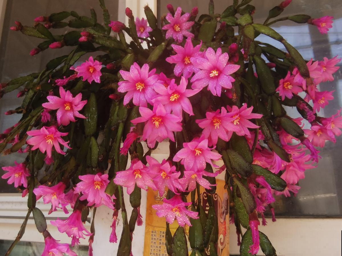 9种花，光照时间越短越容易爆盆，晒太久反而不开花