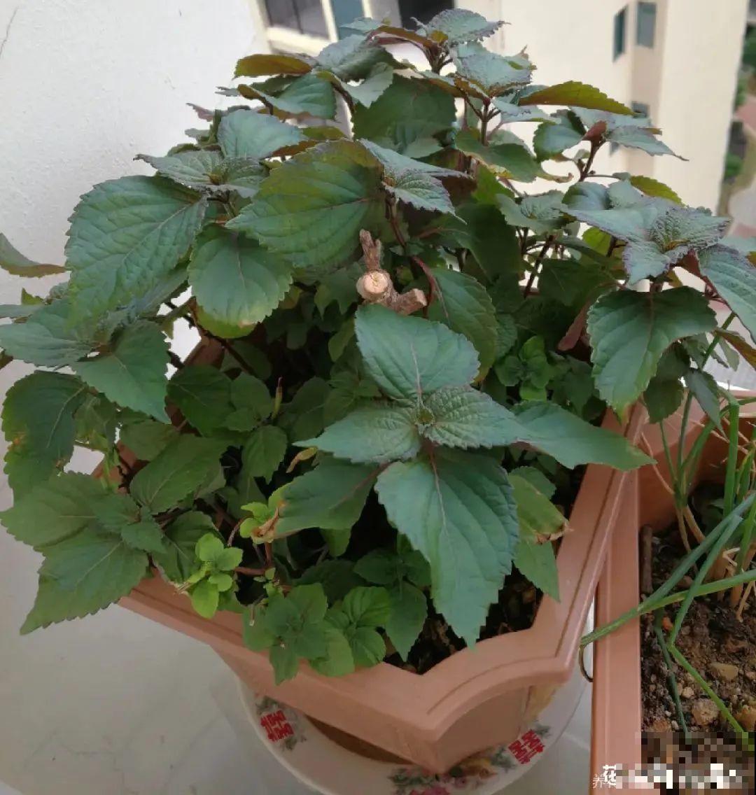 人养花，花也养人，家里养这10种花，越养越健康