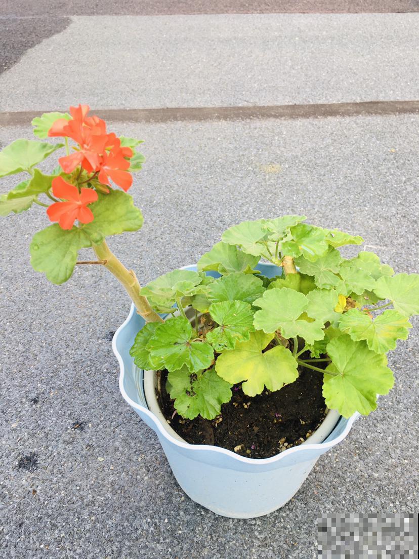 养花积水烂根怎么办？5个办法学起来，保根又促芽