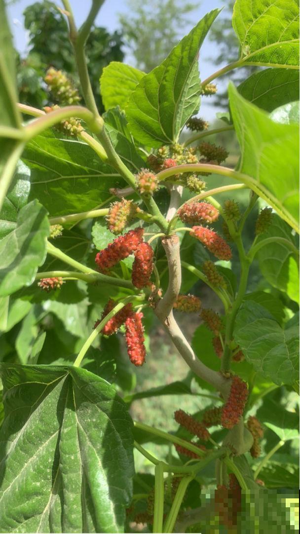 院子里不能种桑树,非常不吉利,这是迷信还是科学 院子里不能种桑树,非常不吉利,这是迷信还是科学