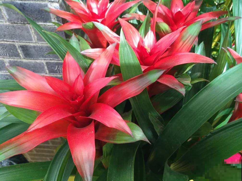 8种招财花，年底养家里，招财进宝有好兆头