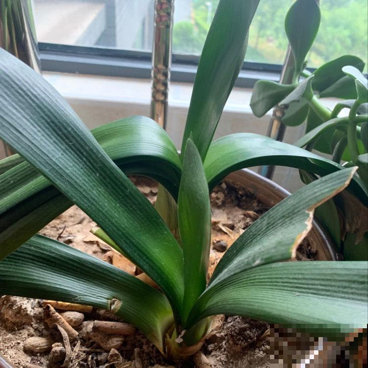 不负责任的养花歪招，专坑小白，你中招了吗