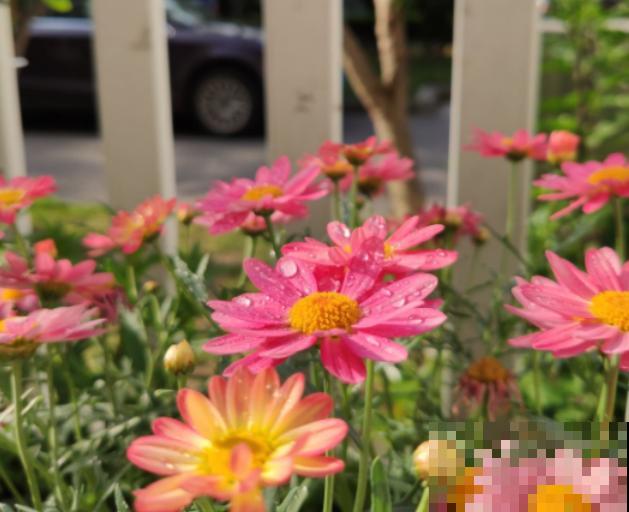 密密麻麻的花，一开花就“刹不住车”，这样的阳台谁不喜欢