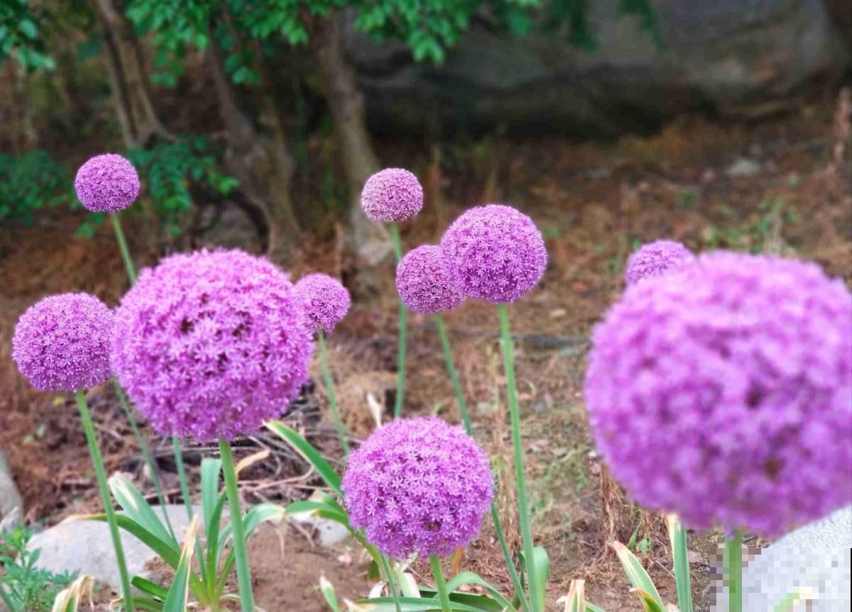 “大葱”开出的花球，一朵比脸还大，活像一根棒棒糖