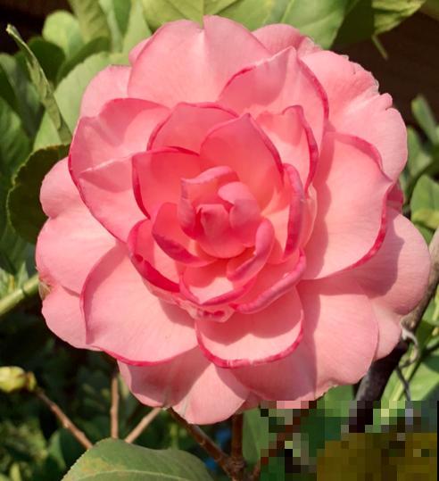 7种花最耐寒，到了零下也能活，冬天也有花赏