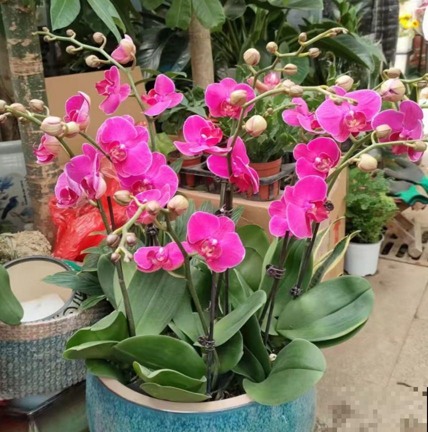 羡慕有个院子能养花？不仅身累还心累，真正经历了才知道一地鸡毛