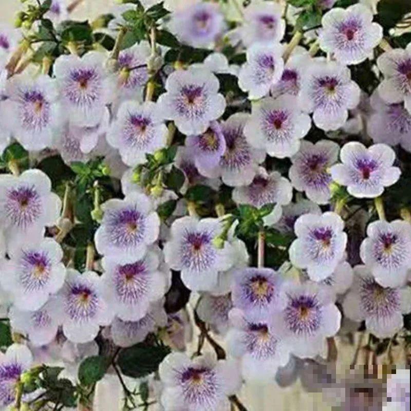 长筒花是“室内花量王者”，没光也能开爆盆，阳台党福音