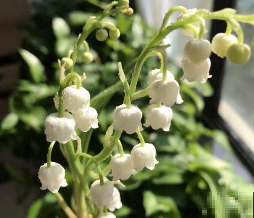 1种花名叫“铃兰”，零下15度也能开花，开出一串串“小铃铛”