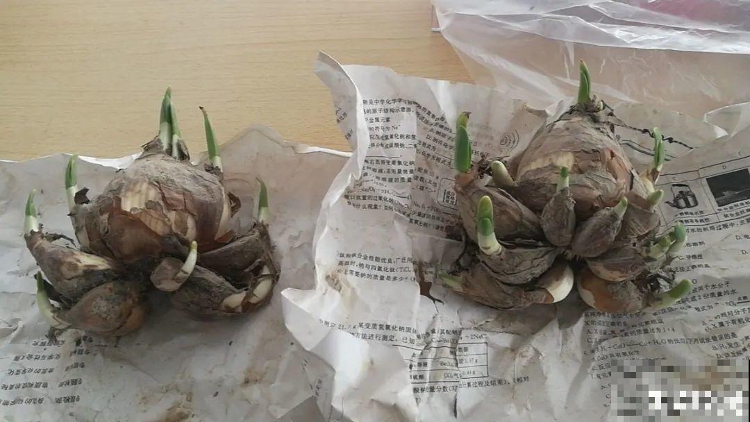 8种花，年年买，年年养死，今年可别当冤大头