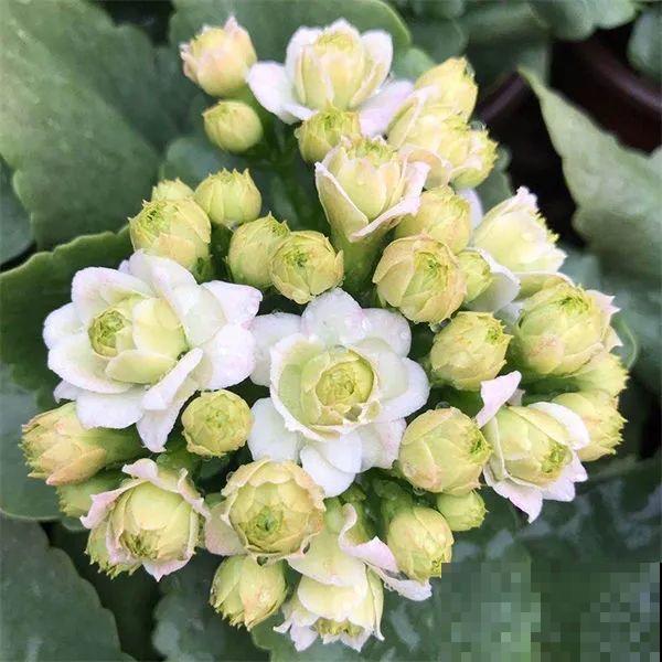 冬天常见的“吉利花”，耐旱皮实花量大，大半年都在开花