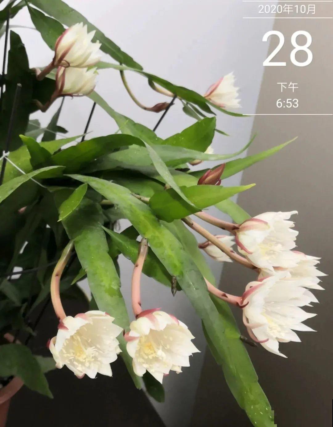 1种花就爱夜里开，养好能开上百朵花，满屋清香真过瘾