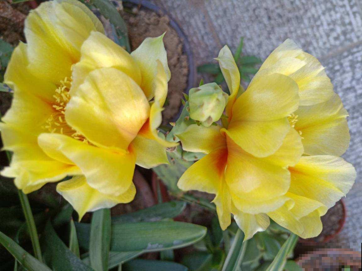 养花也能养成“小金库”,养好了也能值上百万,身价高攀不起了 养花也能养成“小金库”,养好了也能值上百万,身价高攀不起了