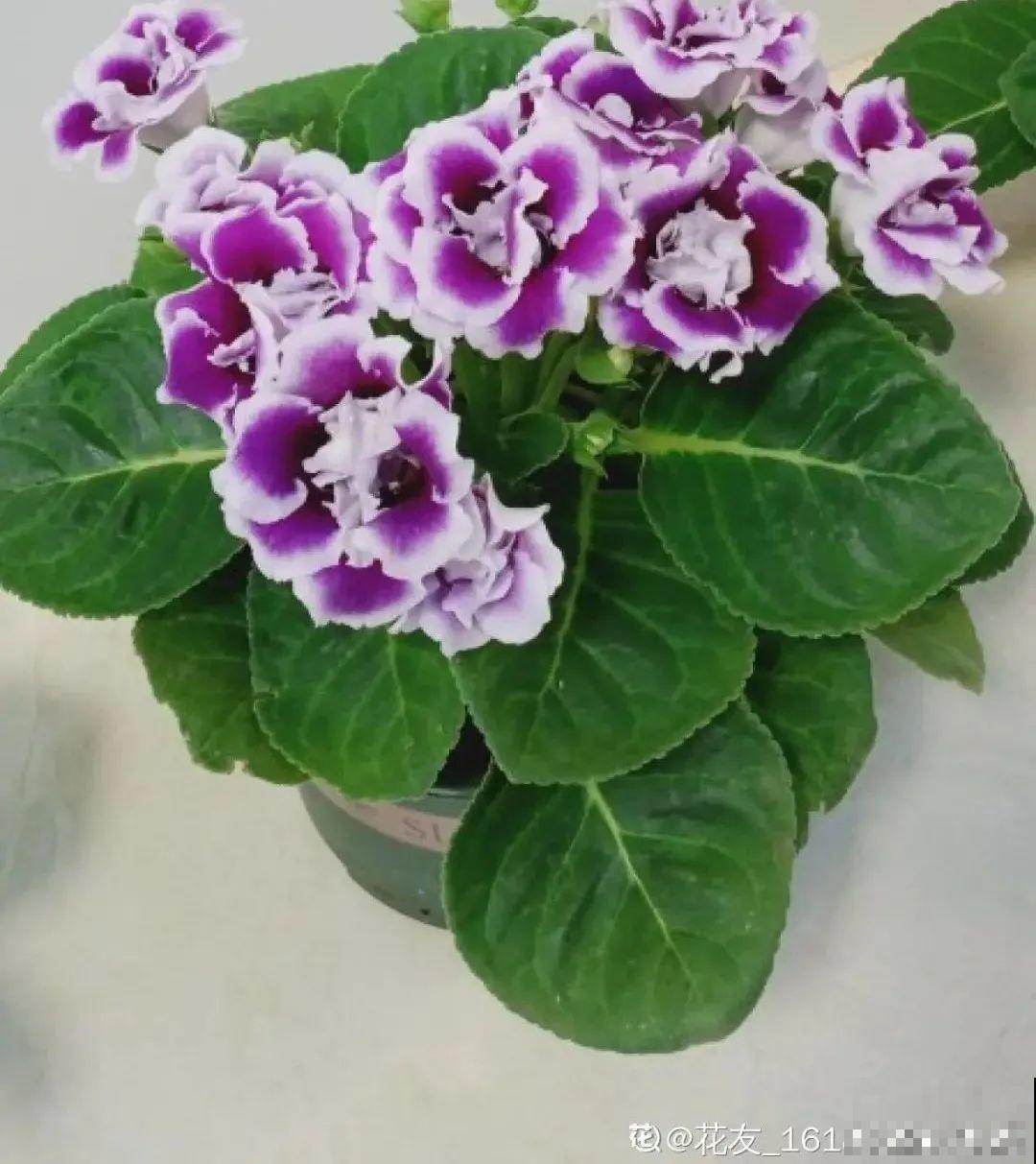 家里没光就养大岩桐，开花堪称“人间富贵花”，繁殖特简单