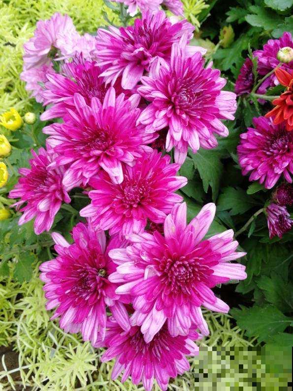 5种花,名字带“秋”,养护超简单 5种花,名字带“秋”,养护超简单