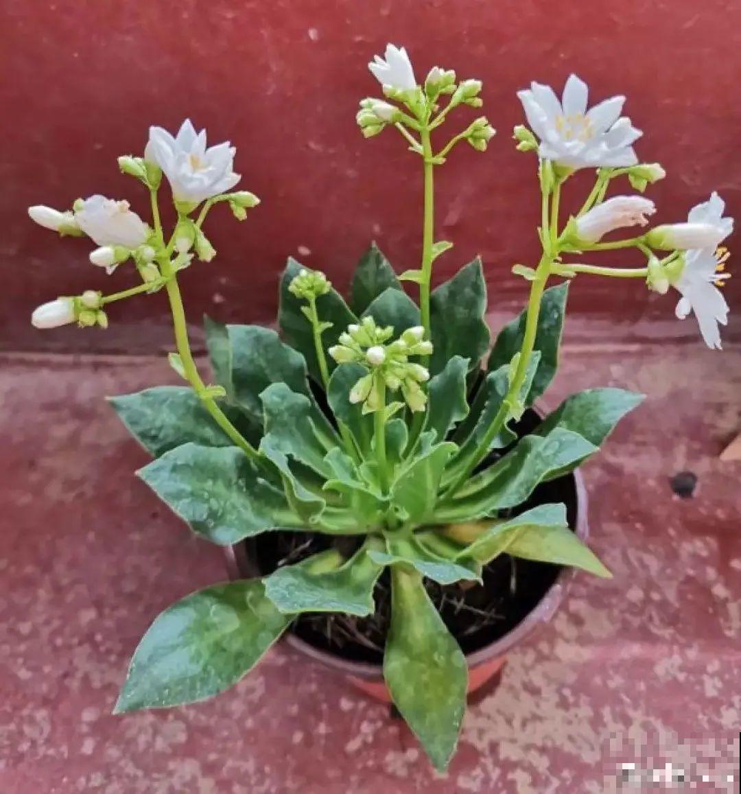 颜值超高的小清新植物,一年到头都在开花,而且越开花越多 颜值超高的小清新植物,一年到头都在开花,而且越开花越多