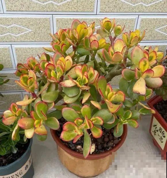 1种花俗称“摇钱树”，满盆长满小元宝，大吉大利，好看吉祥！