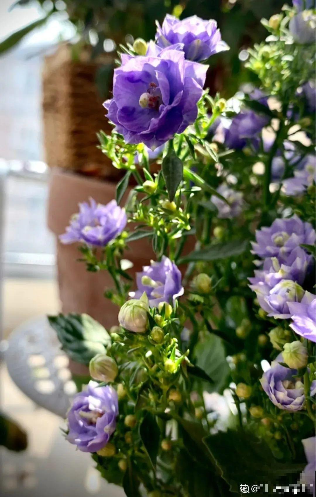 今冬最火网红花,密密麻麻“风铃”花苞,气质十足有格调! 今冬最火网红花,密密麻麻“风铃”花苞,气质十足有格调!