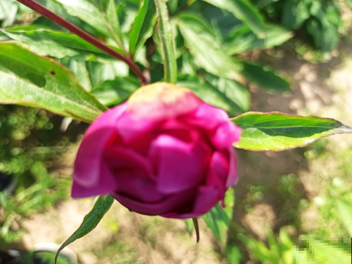 能室外过冬的7种植物,零下30度照样能活,冬天养很皮实 能室外过冬的7种植物,零下30度照样能活,冬天养很皮实