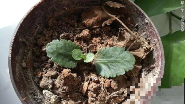 秋天给花补点“猛肥”,嫩芽一茬接一茬,花苞呼呼冒 秋天给花补点“猛肥”,嫩芽一茬接一茬,花苞呼呼冒