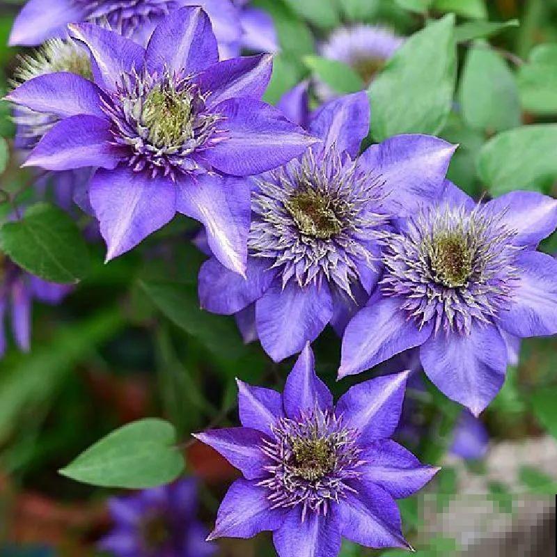 藤本植物的颜值王者,开花成瀑布,-20度冻不死! 藤本植物的颜值王者,开花成瀑布,-20度冻不死!