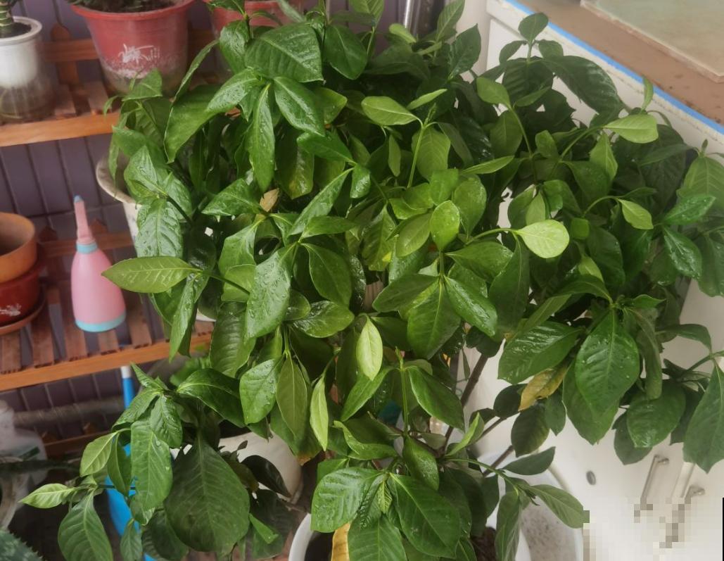 栀子花黄叶不用怕，学会4招解决问题，北方花友看过来