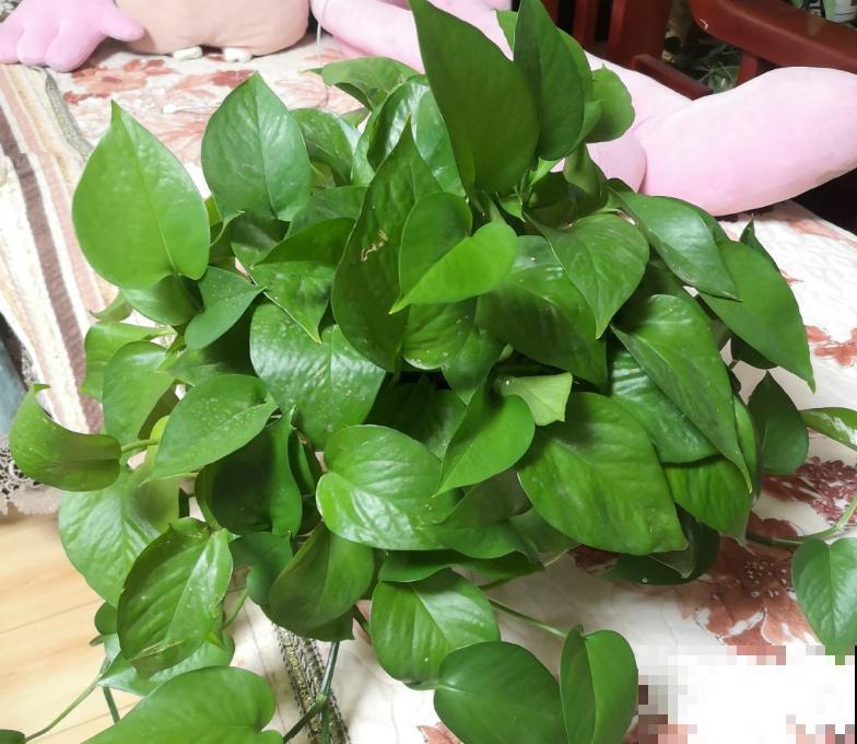 学会扦插,一盆绿萝摆满一阳台,送人都足够! 学会扦插,一盆绿萝摆满一阳台,送人都足够!