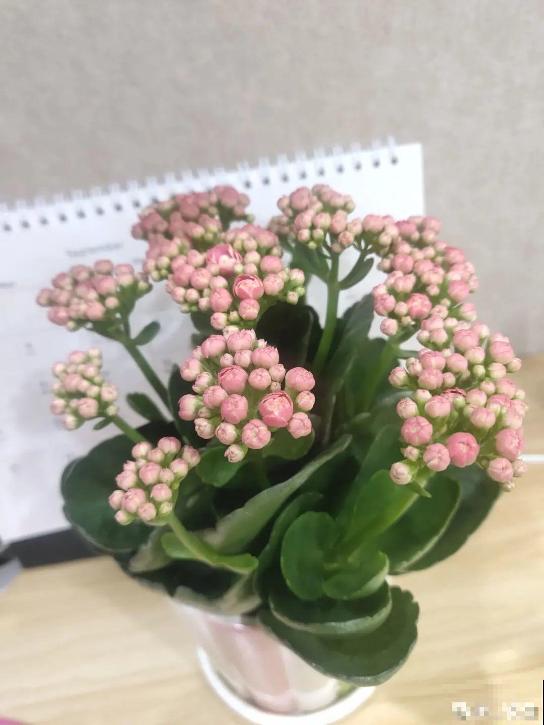 买茶花也要注意“坑”，注意5要点，叶子挺立有精神