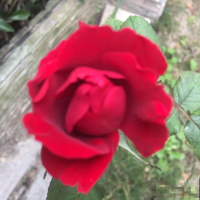 冬季给月季剪一刀,来年笋芽长更多,花苞呼呼冒 冬季给月季剪一刀,来年笋芽长更多,花苞呼呼冒