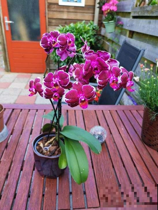 养蝴蝶兰，秋天开始催花了，选对肥水才能开花