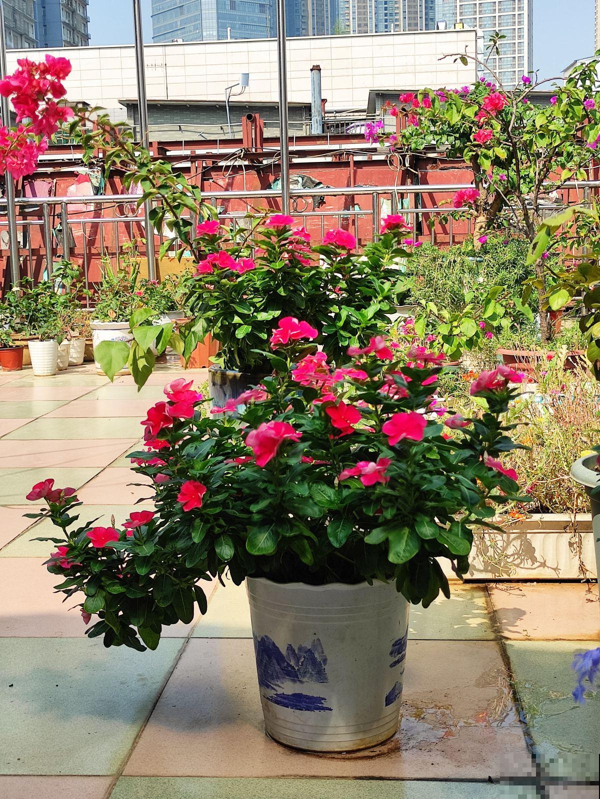 5个道理,养花10年才逐渐懂得,养花更是养人心 5个道理,养花10年才逐渐懂得,养花更是养人心