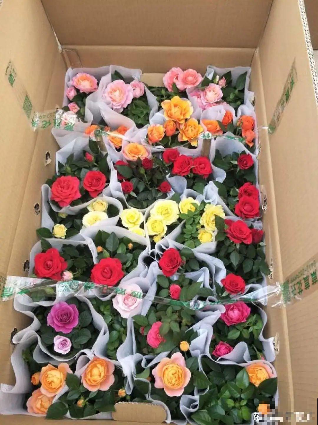 8种花，年年买，年年养死，今年可别当冤大头