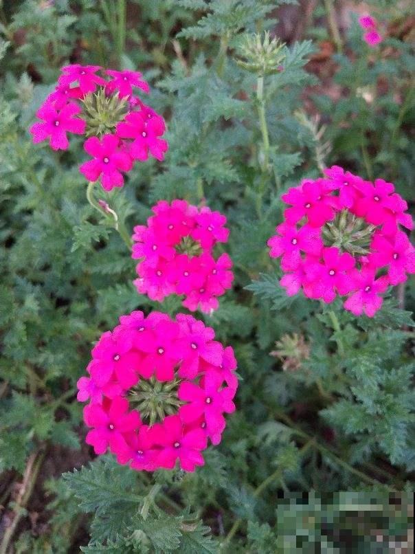 1种“美女花”，长在路边是野花，回家种就成了“开花机器”