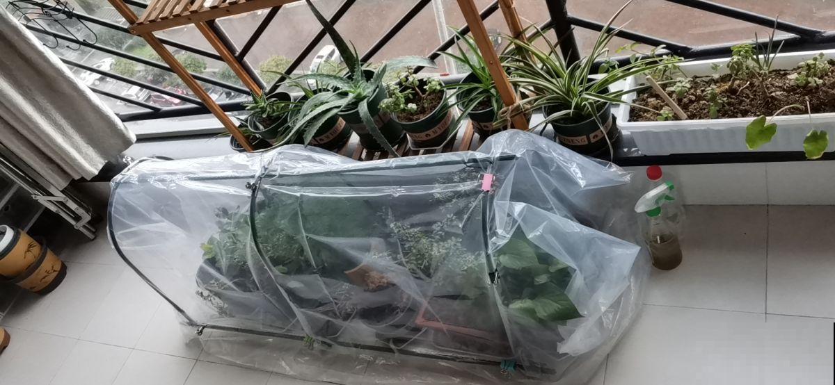 北方养花太难了！越冬难，浇水也麻烦，关键是养一盆死一盆