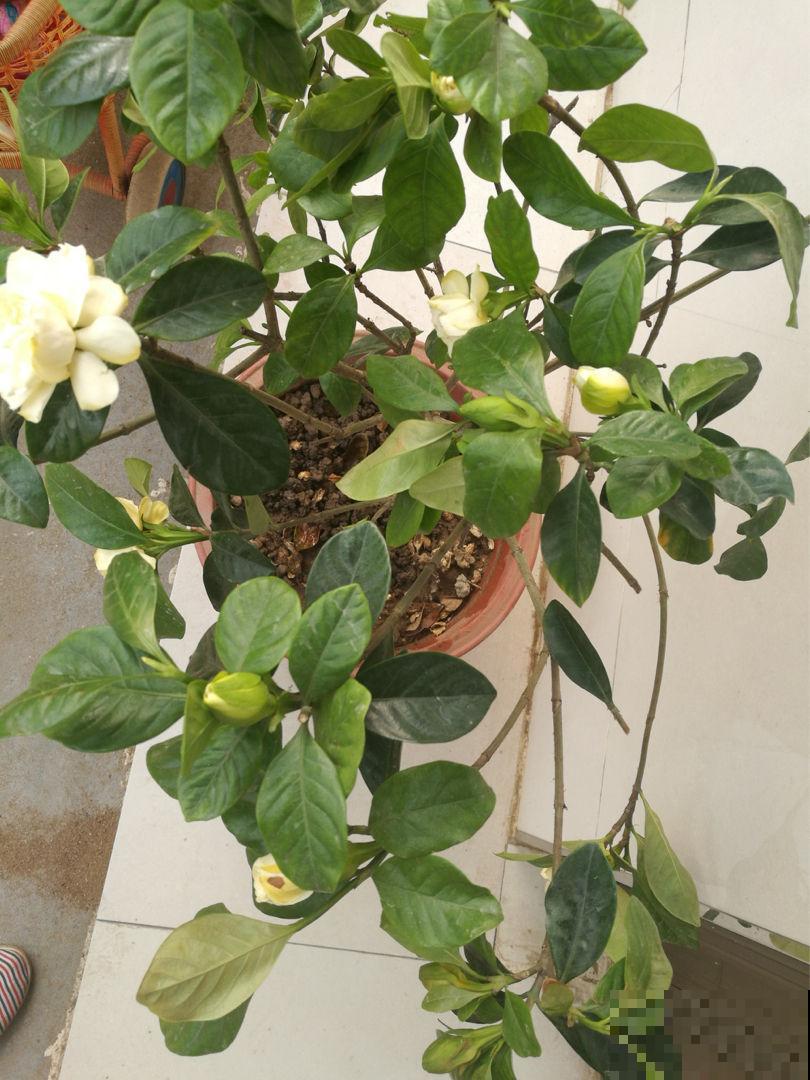 新买回家的花总是蔫叶，记住养花4要点，叶子油亮花开爆