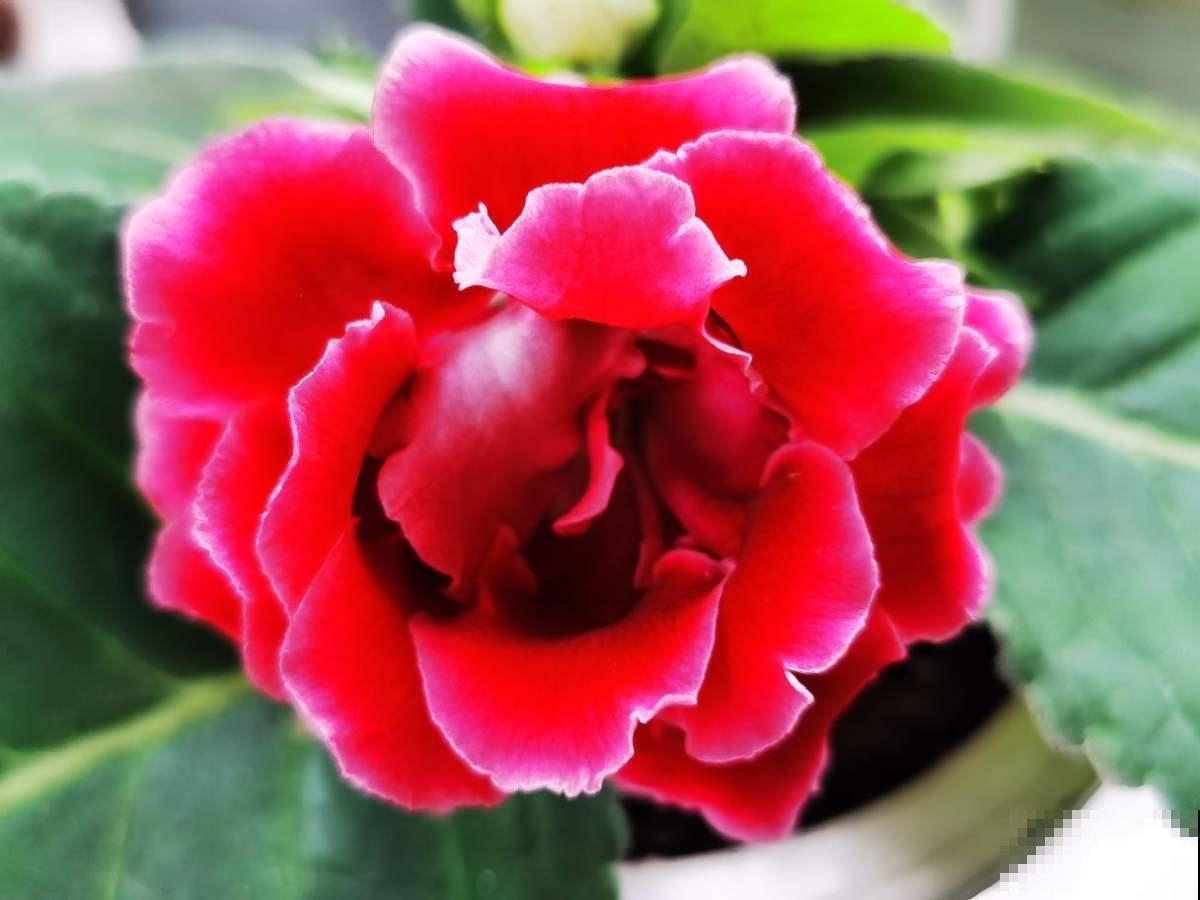 家里没有直射光,就养这10种耐阴植物,照样开花不停 家里没有直射光,就养这10种耐阴植物,照样开花不停