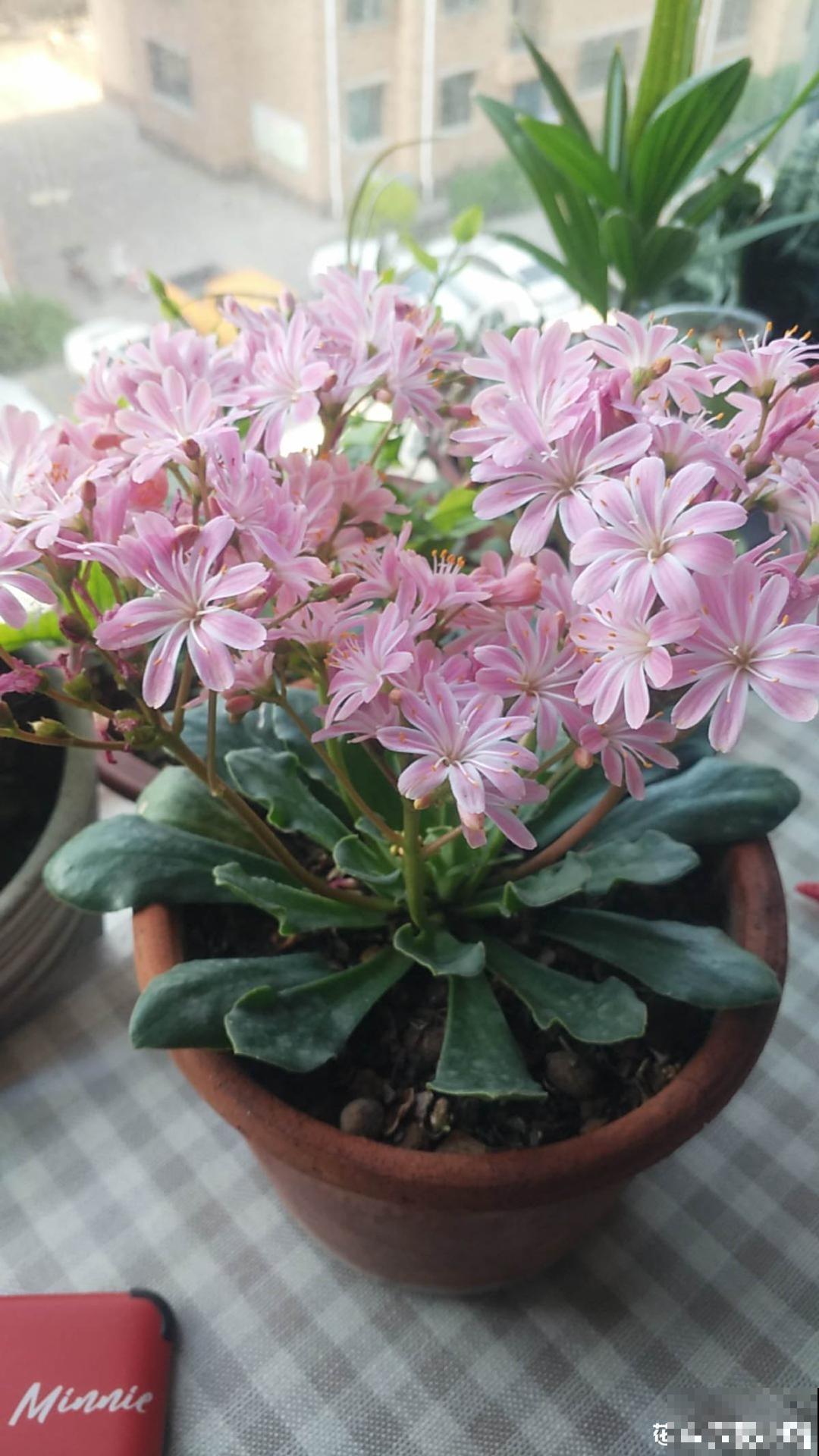 颜值超高的小清新植物,一年到头都在开花,而且越开花越多 颜值超高的小清新植物,一年到头都在开花,而且越开花越多