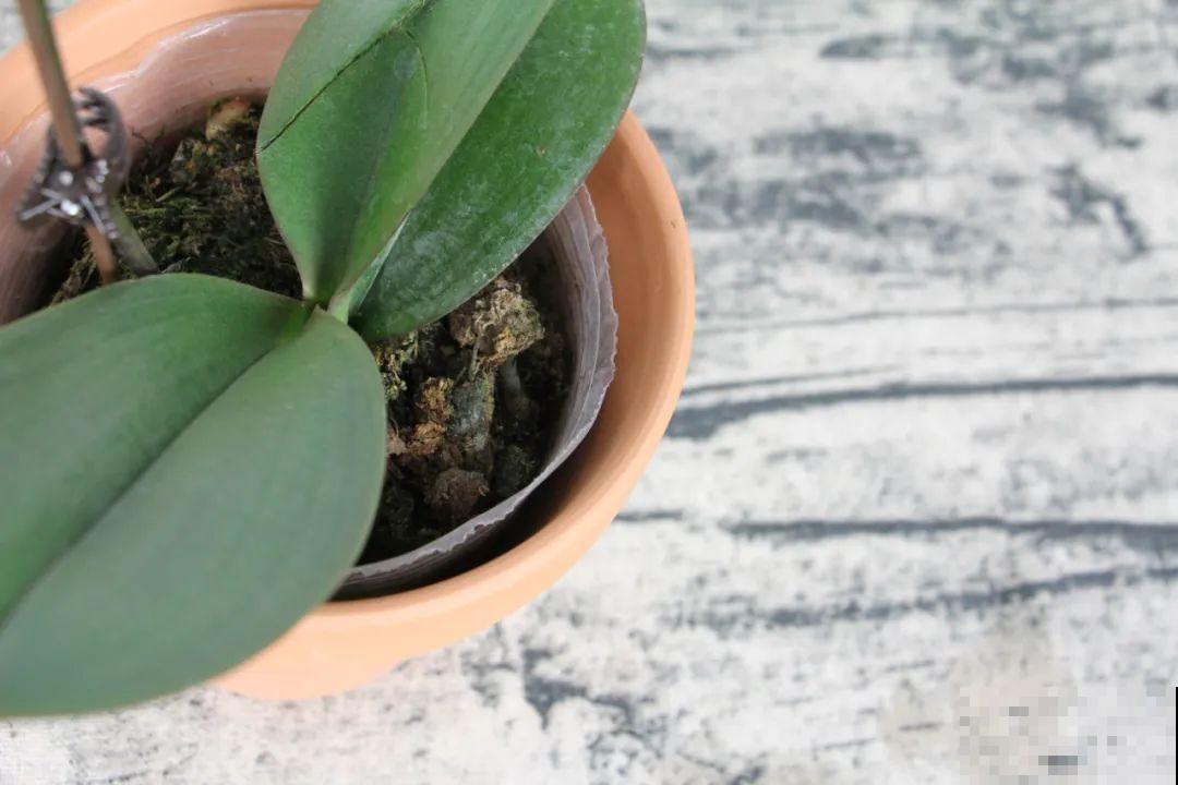 12月啦,快买“喜庆花”,能开3个月,下个月就涨价,别被 12月啦,快买“喜庆花”,能开3个月,下个月就涨价,别被