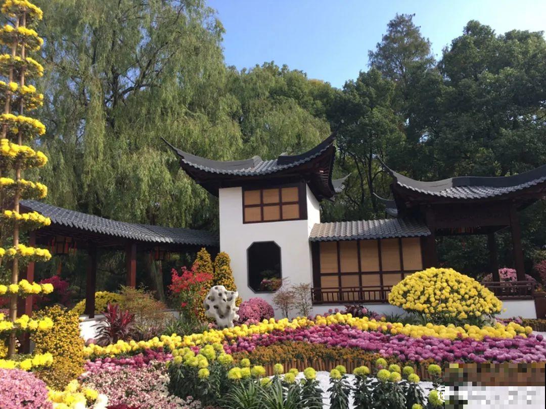 一盆菊花一万二，能开出七个颜色，真是少见