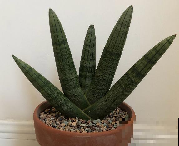 1种花,盆越小,水越少,反而长得更旺盛 1种花,盆越小,水越少,反而长得更旺盛