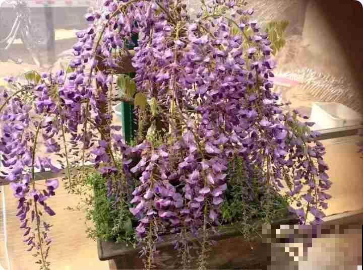 能室外过冬的7种植物,零下30度照样能活,冬天养很皮实 能室外过冬的7种植物,零下30度照样能活,冬天养很皮实