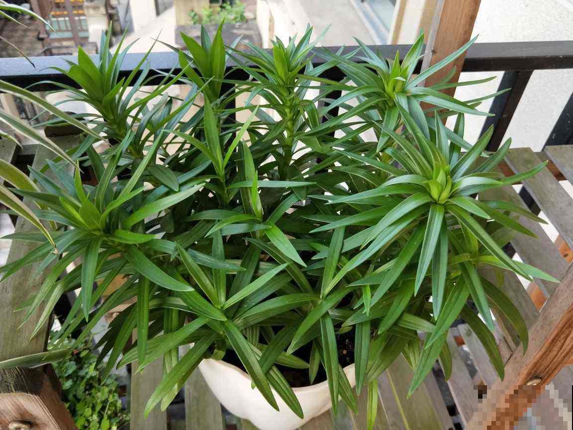 土里埋个百合种球，一周就冒芽，两个月开花，满屋子是香味